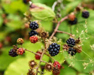 Yeşil yaprakları yaz saati ile yabani böğürtlen bir çalı.