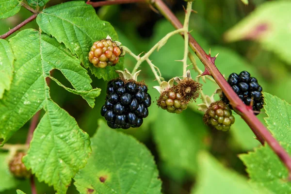 Un cespuglio di more selvatiche con foglie verdi ora legale . — Foto Stock