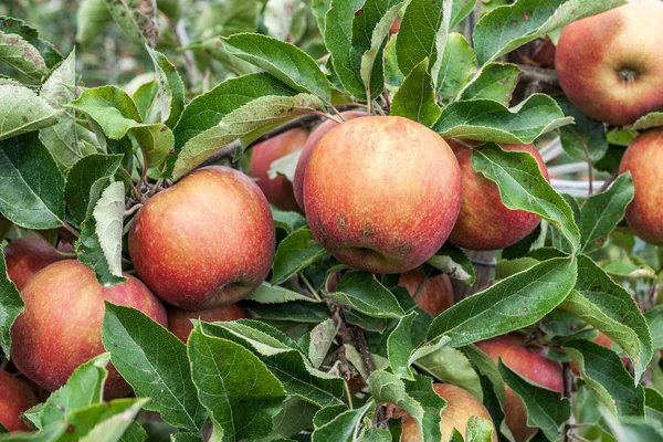 Manzanas rojas en una rama de árbol en el huerto bonito día de otoño . — Foto de Stock