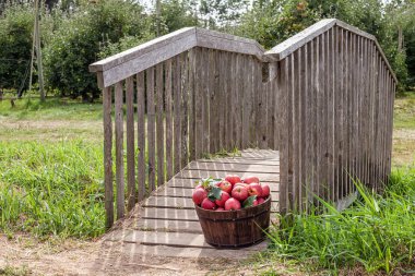 Sonbahar meyve bahçesinde bir sepet içinde kırmızı elma.