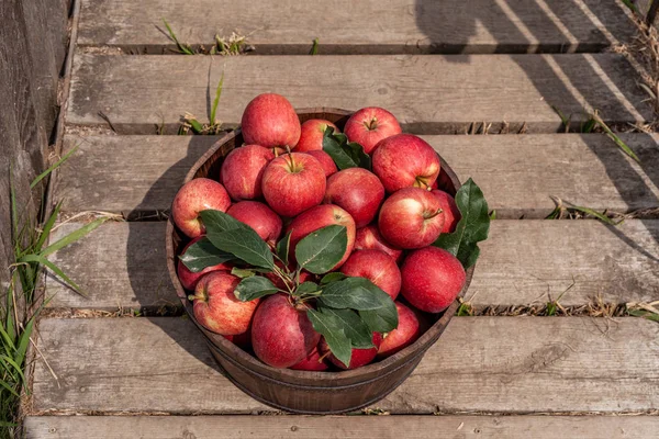 Red apples in a basket in autumn orchard. — Stock Photo, Image