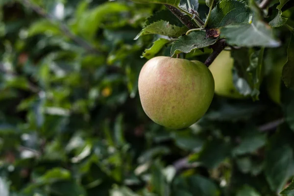 Manzanas Jonagold en una rama de árbol en huerto bonito día de otoño . — Foto de Stock