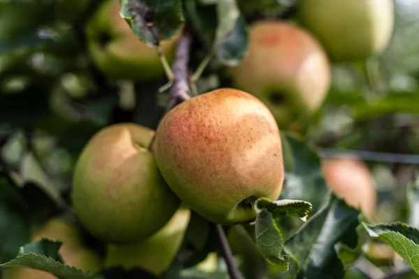 Jonagold apples on a tree branch in orchard nice autumn day. — Stock Photo, Image