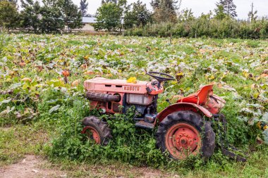 Abbotsford, Kanada - 7 Eylül 2019: Bir çiftlikteki kabak tarlasında Kubota traktörü.