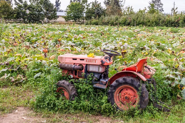 Abbotsford, Kanada - 7 Eylül 2019: Bir çiftlikteki kabak tarlasında Kubota traktörü.