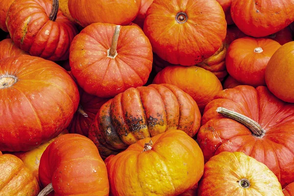 Cadılar Bayramı için arka plan olarak çiftçi pazarında turuncu balkabakları. — Stok fotoğraf