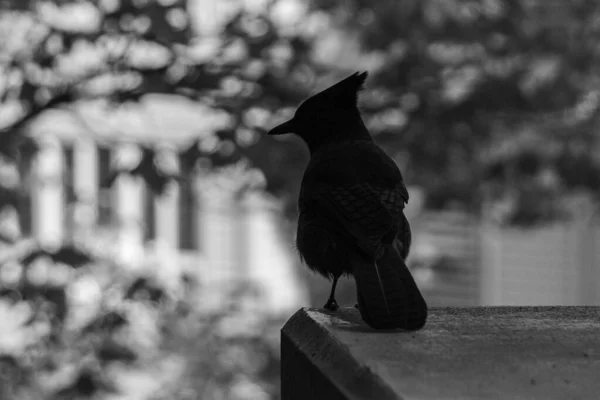 Steller's Jay Cyanocitta stelleri Côte Pacifique forme . — Photo