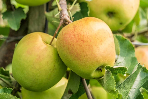 Manzanas Jonagold Maduras Primer Plano Rama Del Árbol — Foto de Stock