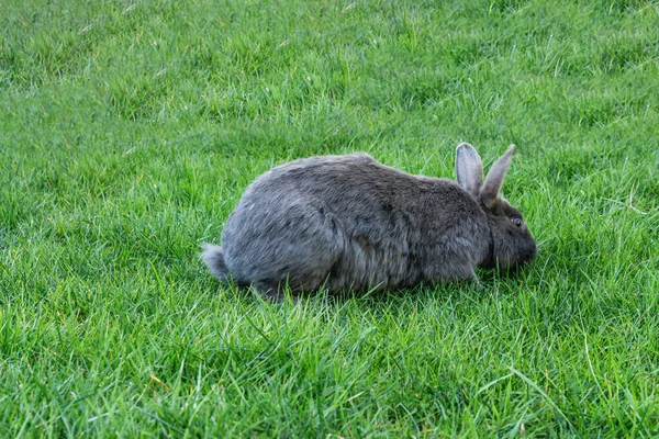 Roztomilý rozkošný šedý chlupatý králík nebo králíček trhá zelenou trávu na trávníku v parku. — Stock fotografie
