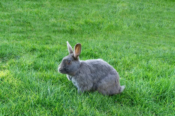 Roztomilý rozkošný šedý chlupatý králík nebo králíček trhá zelenou trávu na trávníku v parku. — Stock fotografie
