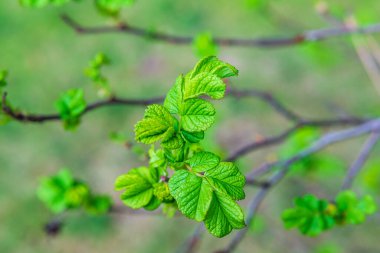 Genç yeşil yapraklar arka planda bulanık bahar zamanı