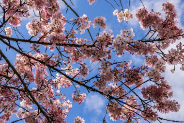 Kiraz çiçekleri teresi tam bahar zamanı bulutlu gökyüzü.