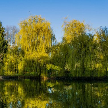 Güneşli bir günde, Minoru Park 'taki göl ve yeşil ağaçlar Richmond British Columbia