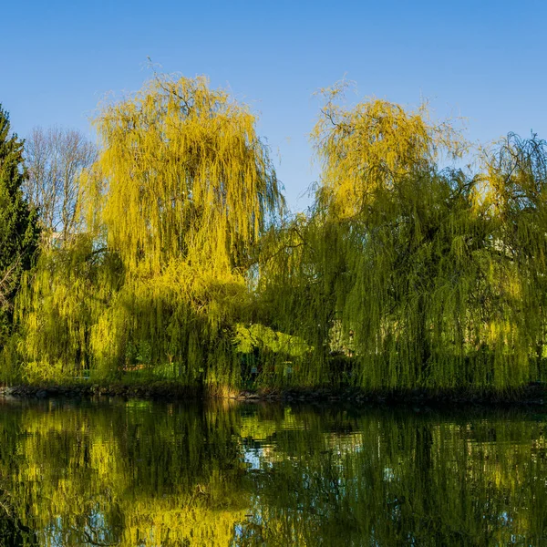 Güneşli bir günde, Minoru Park 'taki göl ve yeşil ağaçlar Richmond British Columbia