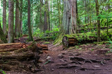 Yaz mevsimi orman parkında yürüyüş patikası İngiliz Kolombiya Kanada 'sı