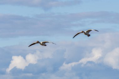 Beyaz kar kazı mavi gökyüzünde uçar