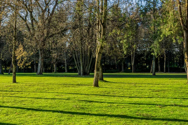 青い空の公園の草原や芝生の緑の木 — ストック写真