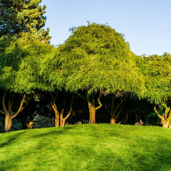 草地上的绿树或蓝天的公园里的草坪 — 图库照片