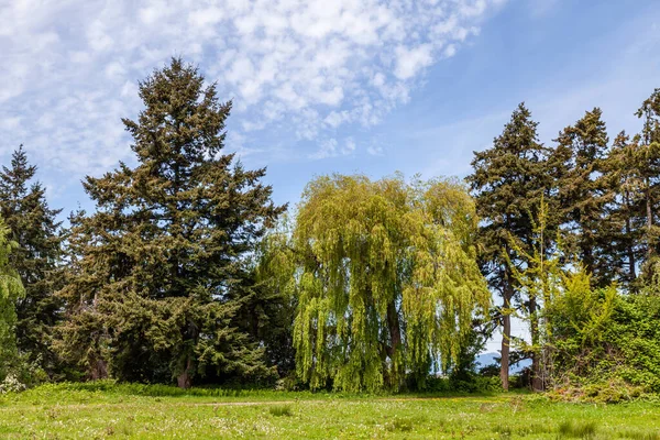Gröna Träd Ängen Eller Gräsmattan Parken Med Blå Himmel — Stockfoto