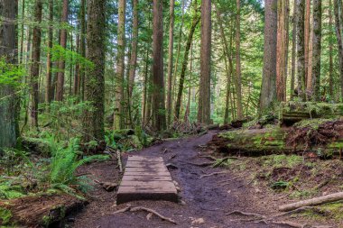 Yaz mevsimi orman parkında yürüyüş patikası İngiliz Kolombiya Kanada 'sı