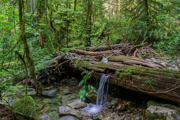 Water Stream Going Fallen Tree Summer Green Old Forest — Stock Photo, Image