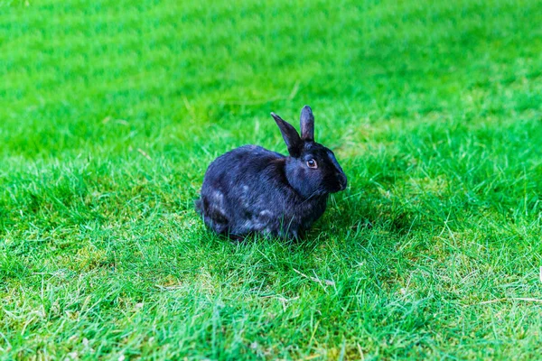 Şirin Siyah Tüylü Tavşan Tavşancık Parktaki Çimlerin Üzerinde Yeşil Otları — Stok fotoğraf