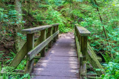 İngiltere Kolombiya Kanada 'daki orman parkında ahşap köprü