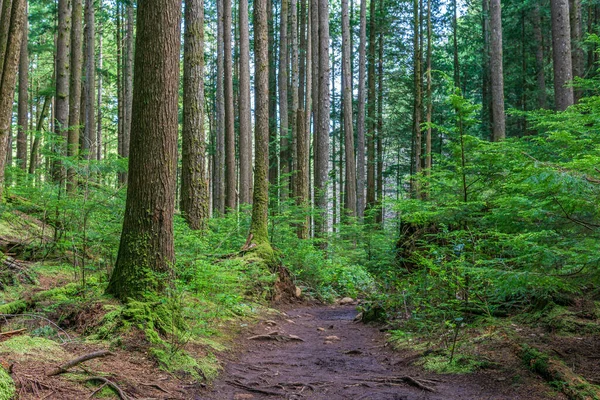 Gyalogösvény Túraútvonal Nyári Erdő Park Brit Kolumbia Kanada — Stock Fotó