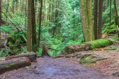 Yaz mevsimi orman parkında yürüyüş patikası İngiliz Kolombiya Kanada 'sı.