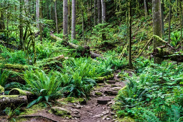 Footpath hiking trail in summer forest park british columbia canada. — Stock Photo, Image