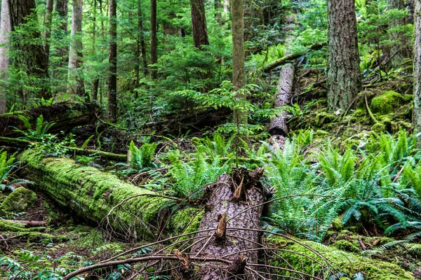 Lehullott fák a zöld erdő park brit Kolumbia kanada. — Stock Fotó