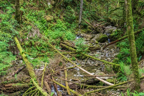 Umgestürzte Bäume im grünen Waldpark British Columbia canada. — Stockfoto