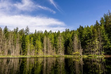 Güzel küçük beyaz göl İngiliz Kolombiyası Kanada 'da yüksek ormanlarla çevrili..