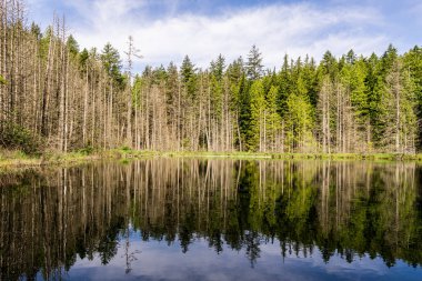 Güzel küçük beyaz göl İngiliz Kolombiyası Kanada 'da yüksek ormanlarla çevrili..