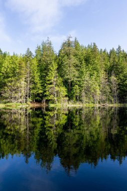 Güzel küçük beyaz göl İngiliz Kolombiyası Kanada 'da yüksek ormanlarla çevrili..