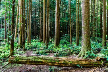 Yeşil orman parkındaki devrilmiş ağaçlar Britanya Kolombiyası Kanada.