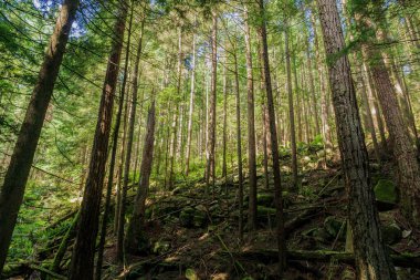 Yazın yüksek ağaçlar yeşil orman ve yerde eğrelti otları.