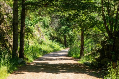 Güneşli bir günde gölgeli uzun ağaçlarla kaplı küçük bir park yolu.