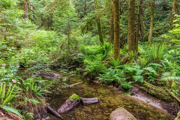 Tall trees in the summer green old forest and fern on the ground. — Stock Photo, Image