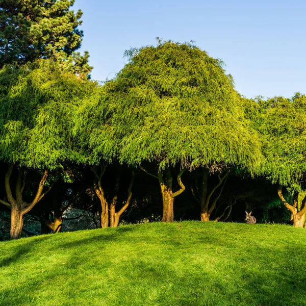 Árboles verdes en el prado o césped en el parque con cielo azul . —  Fotos de Stock