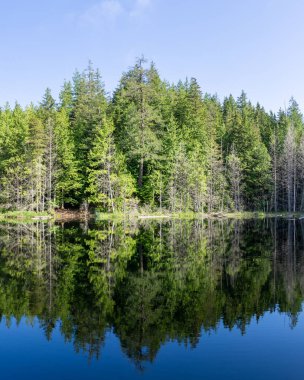 Kanada 'nın Britanya Kolombiyası' nda yüksek ormanlarla çevrili güzel küçük beyaz göl.