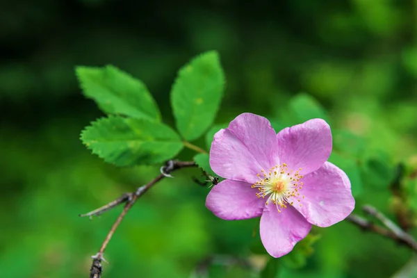 Primer plano vista natural de la flor bajo la luz del sol de verano con fondo borroso. — Foto de Stock