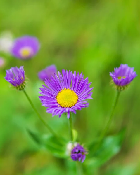 Zbliżenie naturalny widok na kwiat w lecie światło słoneczne z zamazanym tle. — Zdjęcie stockowe