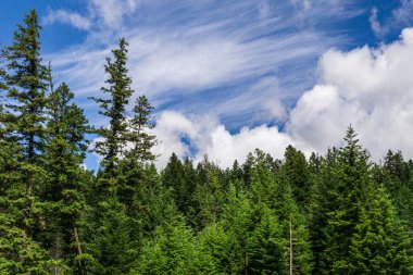 Mavi gökyüzünün altında beyaz bulutlu güzel yeşil ağaçlar.