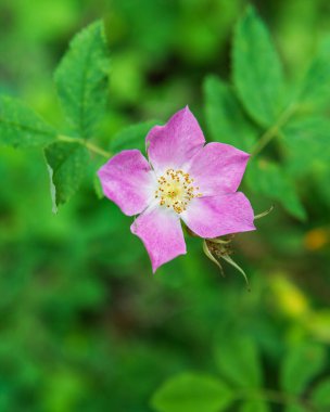 Yakın çekim, yaz güneşinin altındaki çiçeğin bulanık arkaplanı..