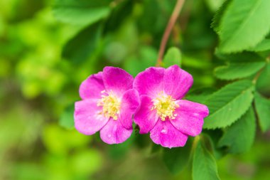 Yakın çekim, yaz güneşinin altındaki çiçeğin bulanık arkaplanı..