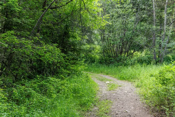 Leerer Wanderweg Paul Lake Provincial Park British Columbia Kanada — Stockfoto