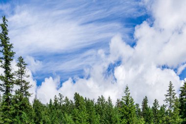 Mavi gökyüzünün altında beyaz bulutlu güzel yeşil ağaçlar.