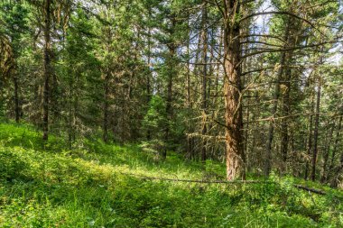 Ormanda pek çok ağaç gövdesi var Yaz zamanı doğa yeşil odun
