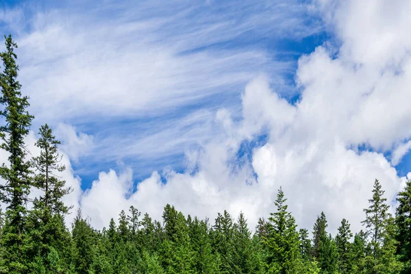 Mavi gökyüzünün altında beyaz bulutlu güzel yeşil ağaçlar.